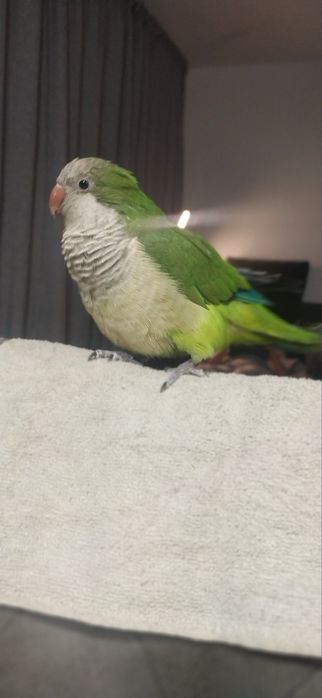 Социален ръчно хранен папагал монах