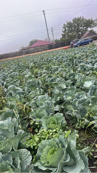 Varza escazu de vanzare