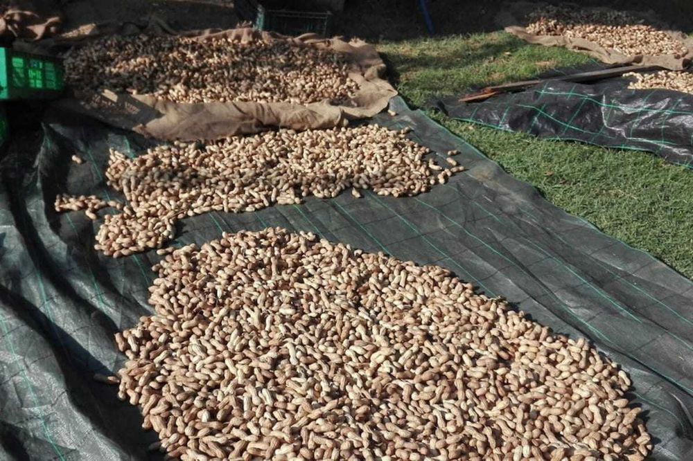 Semințe de alune de pământ - Arahide