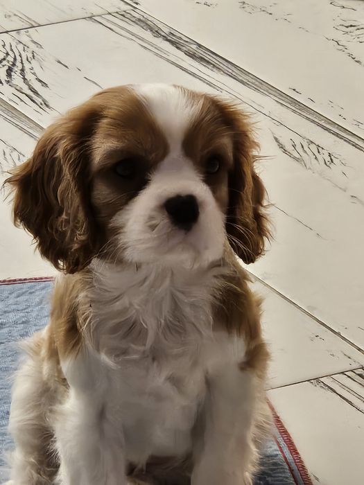 Baiat cu pedigree parinti campioni