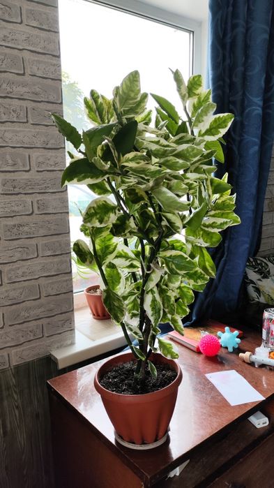 Продам педилантус