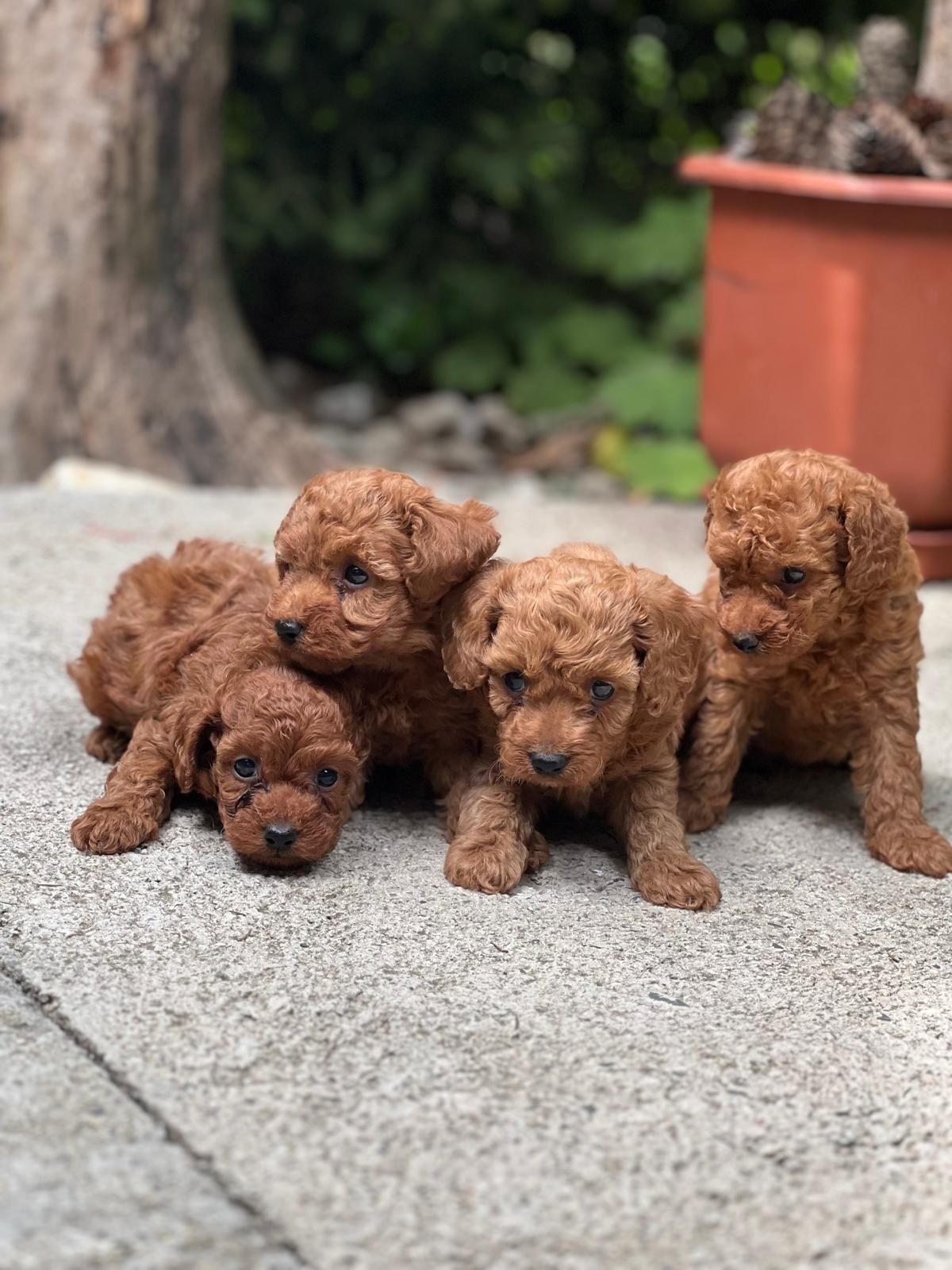Пудел Той/ Poodle Toy