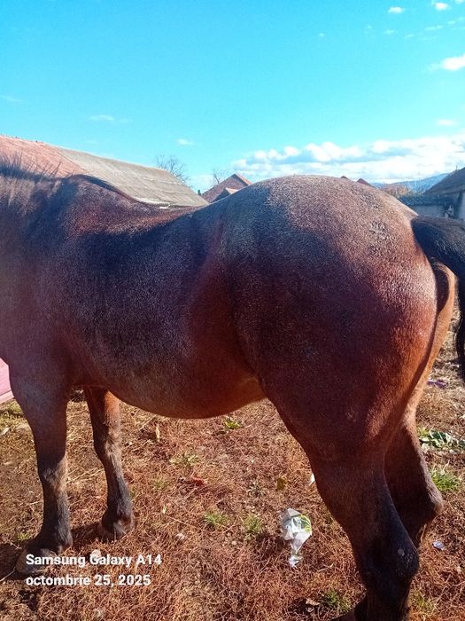 Cal de vanzare Nalatvad Ion Batalan