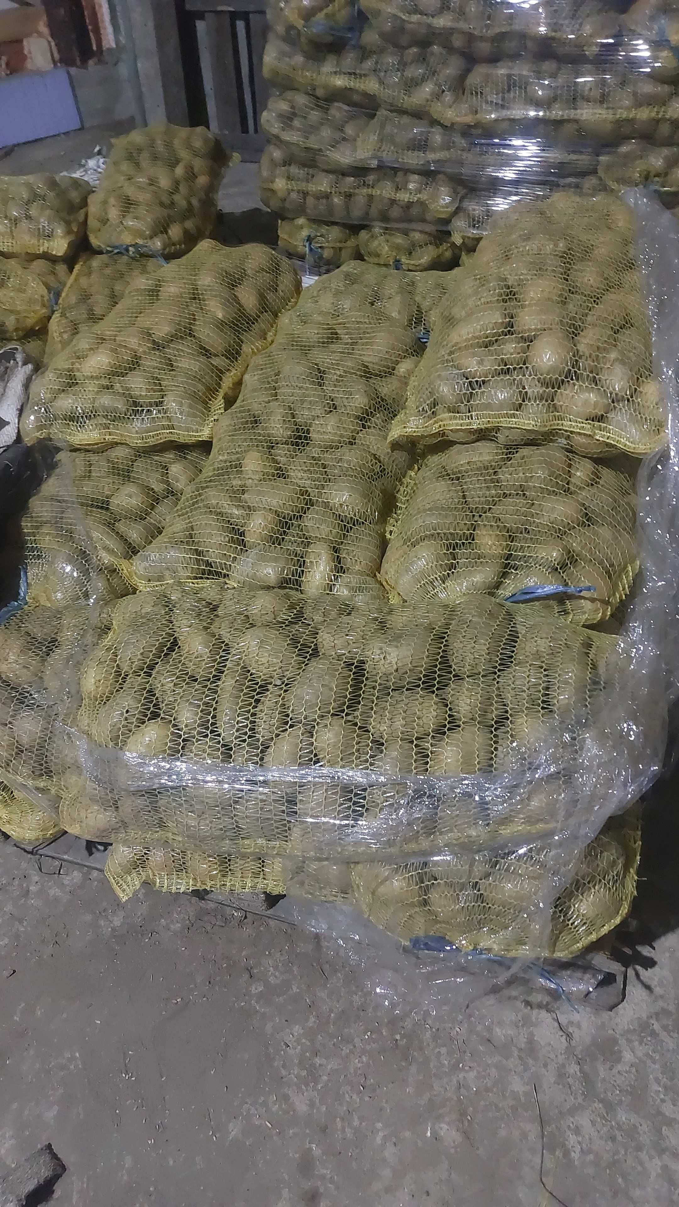 Картофи сорт сорая