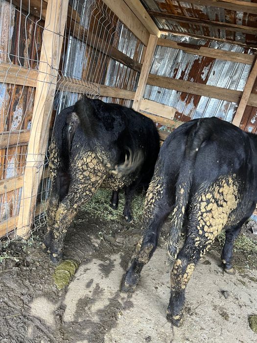 Vând un tăuraș și o vitea Angus