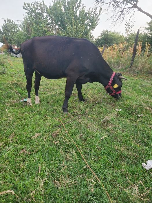 Junica de vanzare gestantă