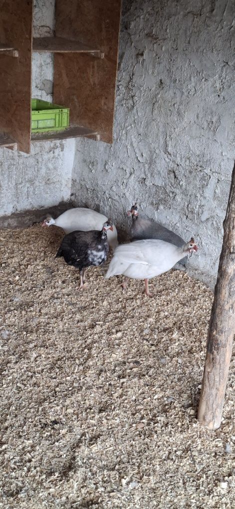 Vând bibilici colorate..3 femele și 1 mascul se vinde toate 4
