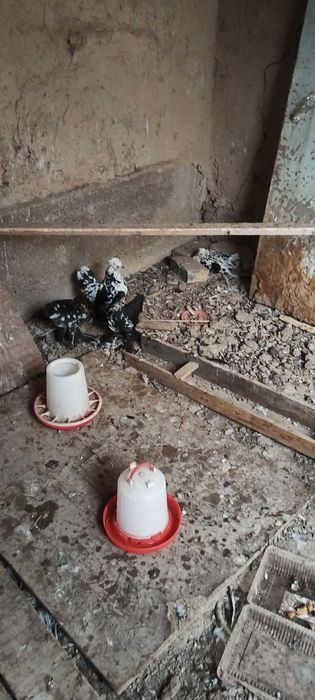 Карликовый куры продам