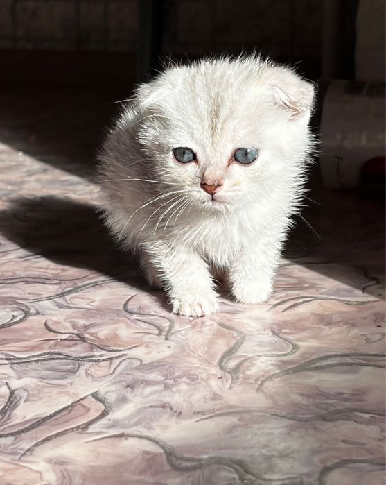 шотландский вислоухий котенок