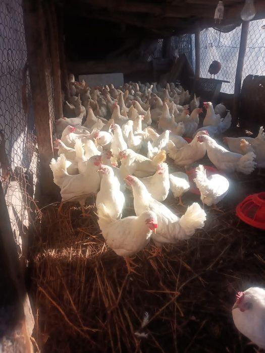 Куры молодки 4,5месяца, цена окончательная