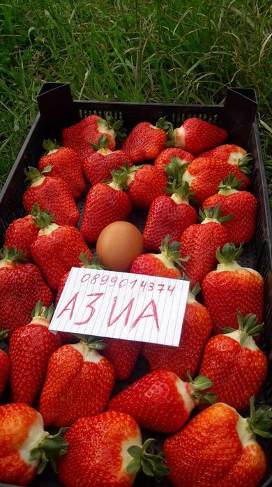 Разсад ягоди и малини