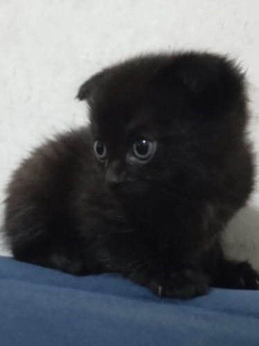 Продам котёнка девочка .