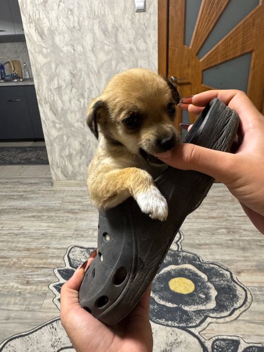 Кученце Пинчер-Джак Ръсел