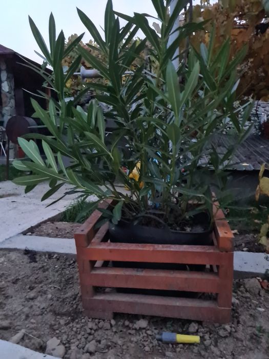 leandru roz cu floare bătută (dublă),