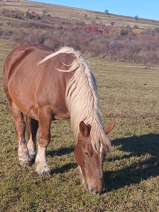 Iapa  de 10ani cu mânz de 5 luni