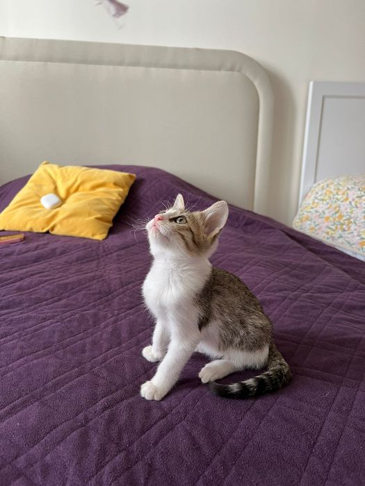 Котёнок мальчик ищет дом