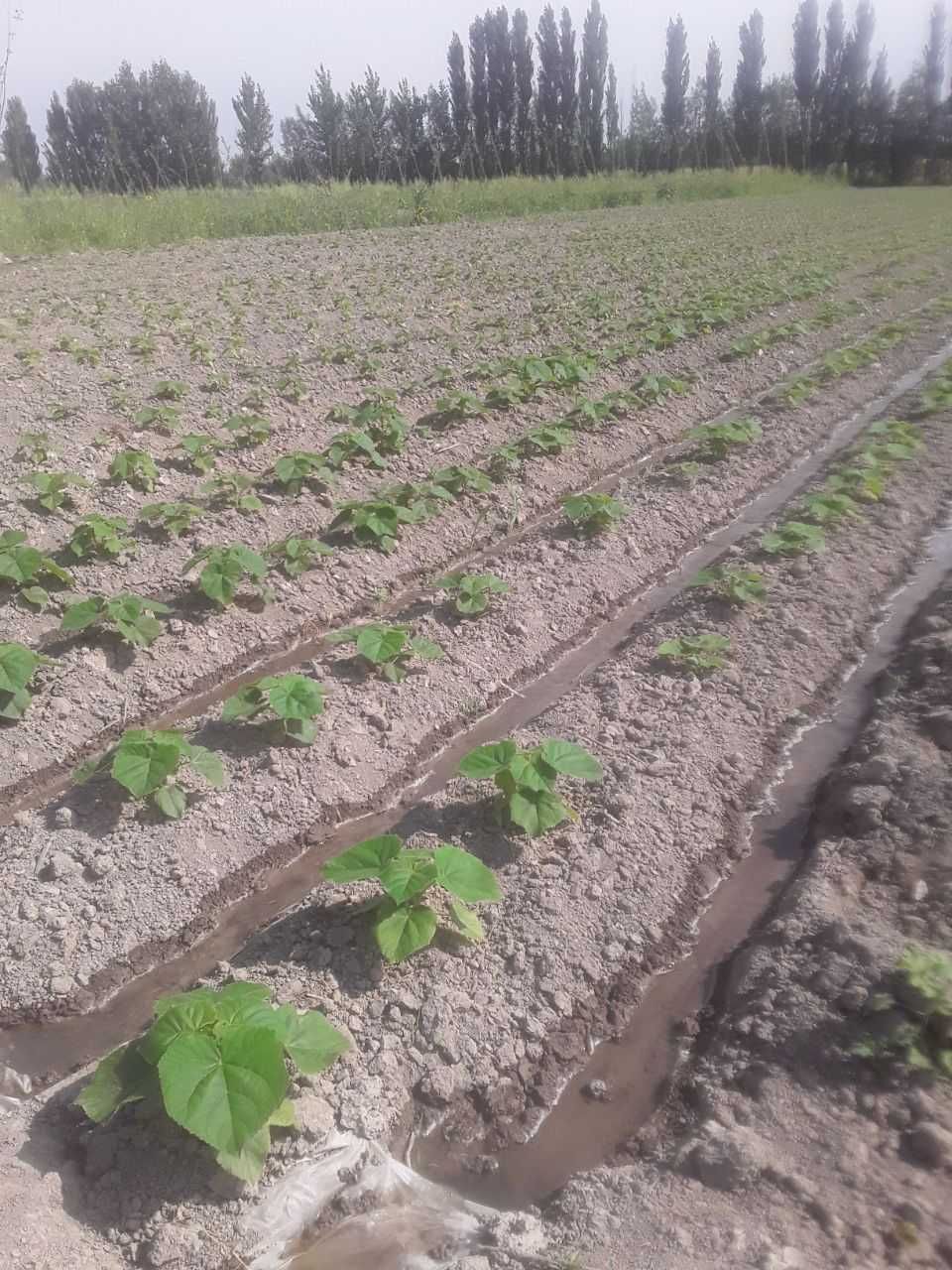 Павлония нихолчалари