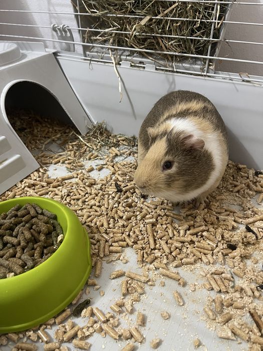 Vand URGENT Porcusor de Guinea