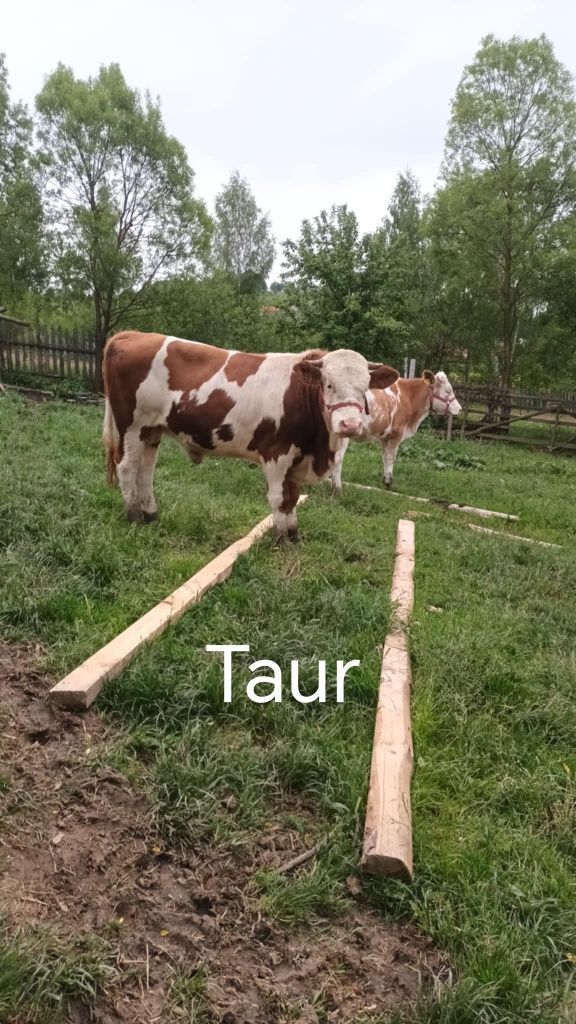 Vând tauri și junici  genstante
