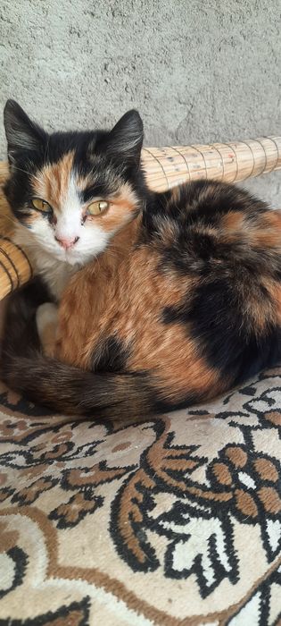 БЕСПЛАТНО Красивая трехцветка котенок