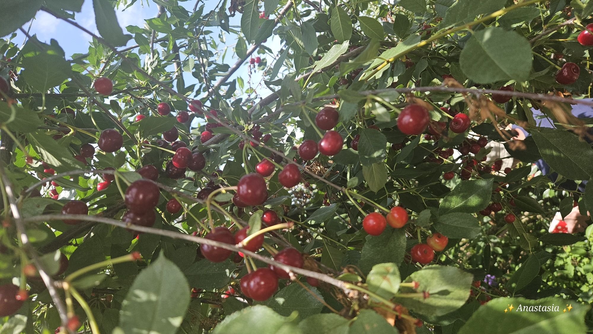 Продам вишню количество ограничено