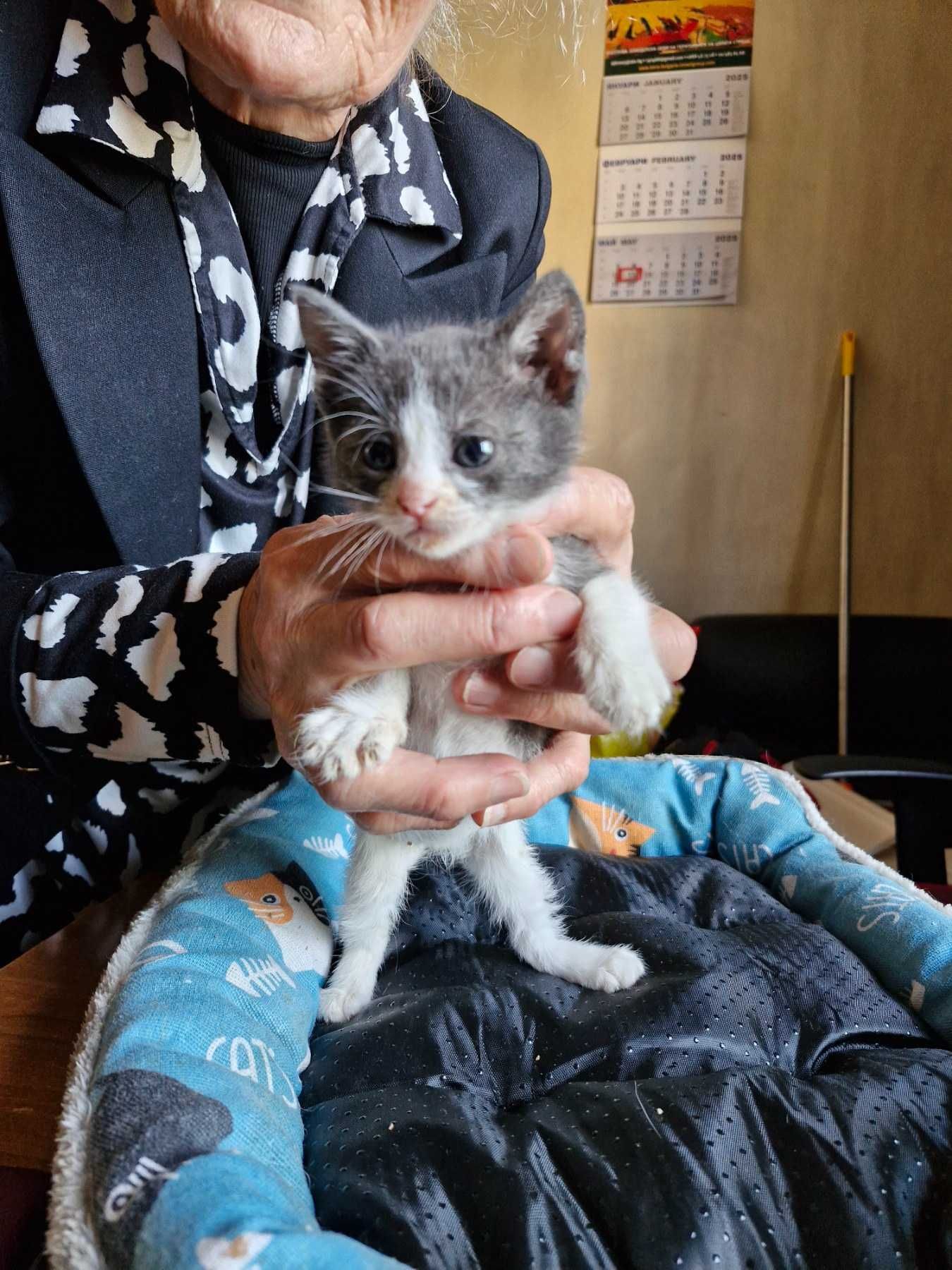 Котета на около 2 месеца в гр.София, Лозенец