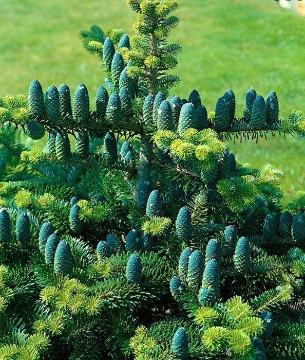Puieti brad coreean- Abies Koreana 4 ani- produce conuri la 1,5m