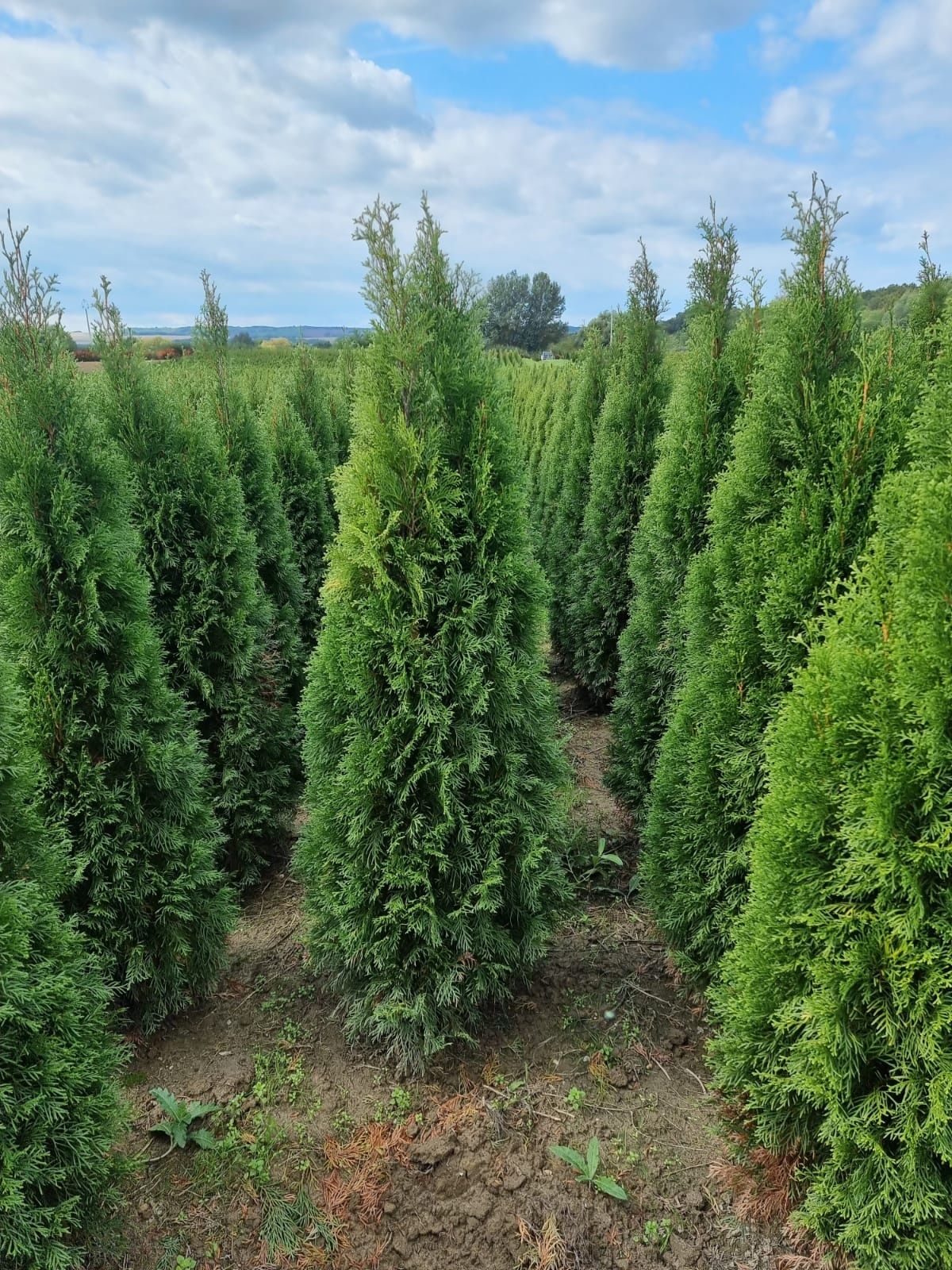 Tuia (Thuja) smarald leylandi brabant diferite marimi