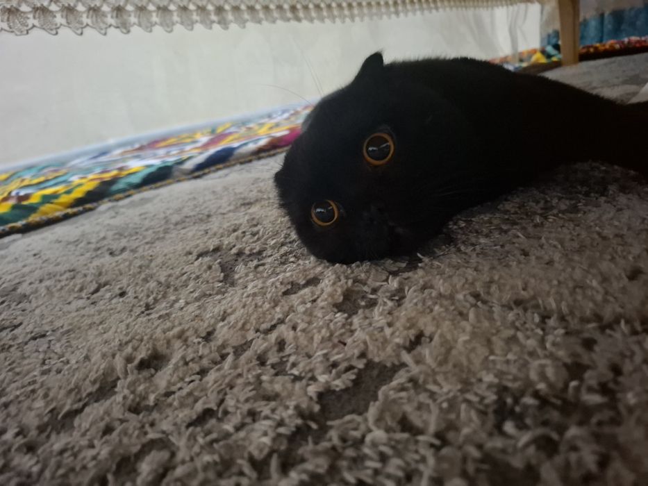 Mushuk вязкага sotilmaydi