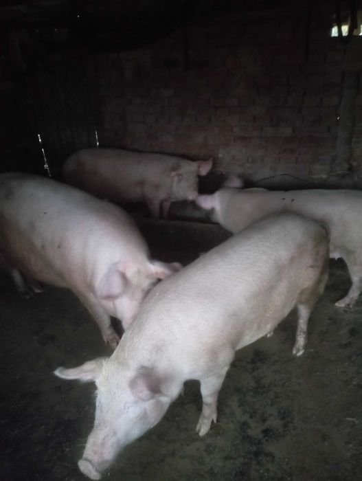 Продавам прасета