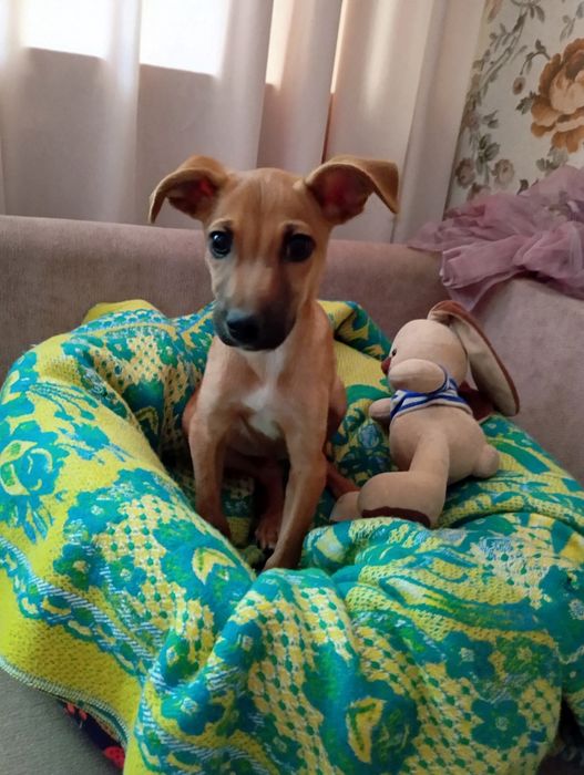 Пинчер щенок 3,5 м