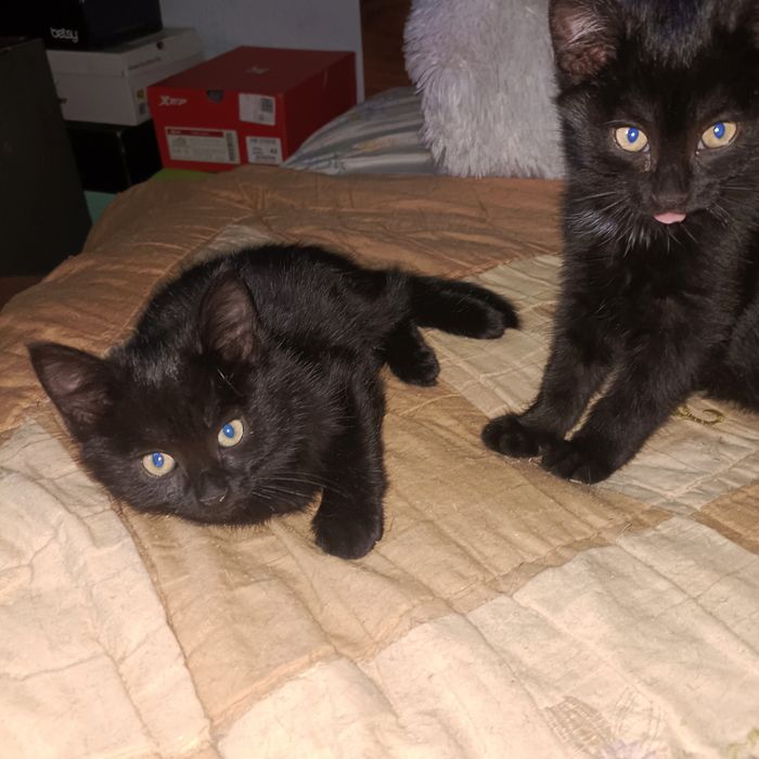 Котята мальчики .