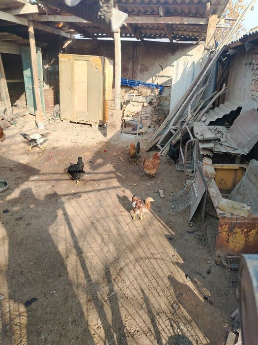 Тауық қораз сату