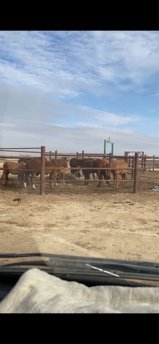 Бір үйір жылқы сатылады