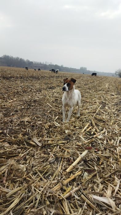 Pitbul sotiladi yaxshi qollarga