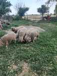 Mieluțe Merinos de prăsilă
