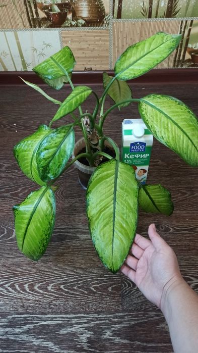 Комнатные растения