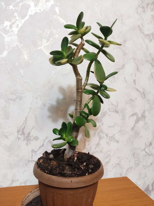 Долларовое дерево