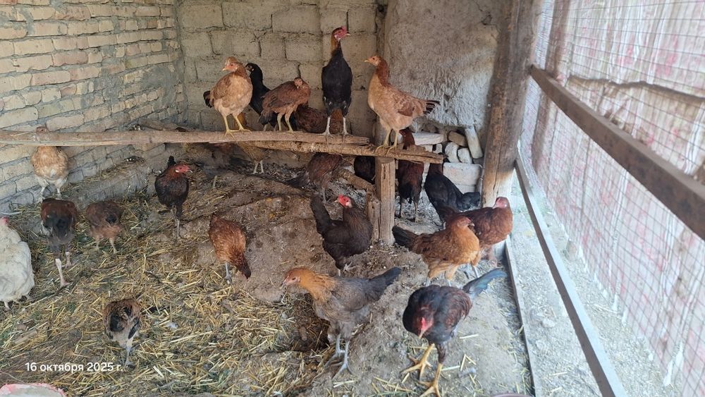 Xoʻroz sotiladi 8 dona