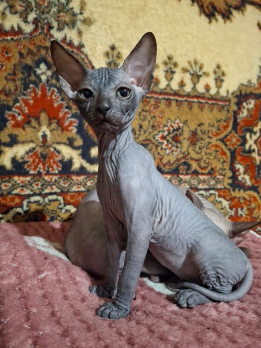 Сфинкс ,девочка ,2 мес