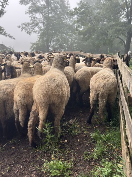 --Vand oi Țigaie---