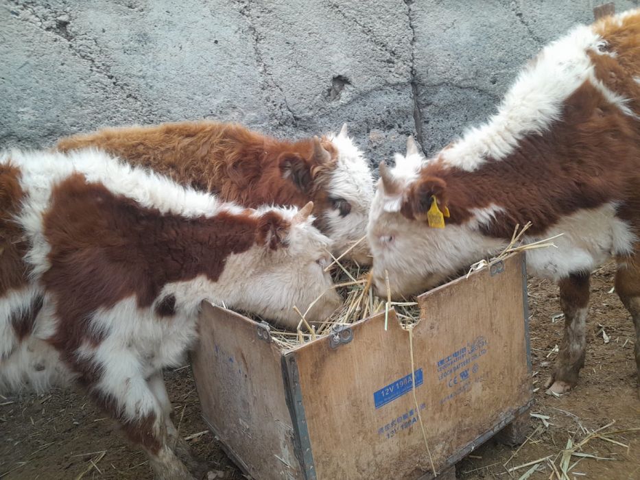 3 еркек баспақ 1 ұрғашы баспақ сатылады