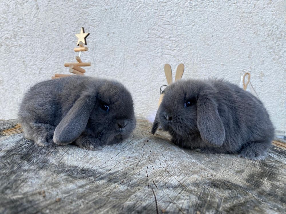 Iepuri pitici de companie berbec pitic/mini lop/holland lop