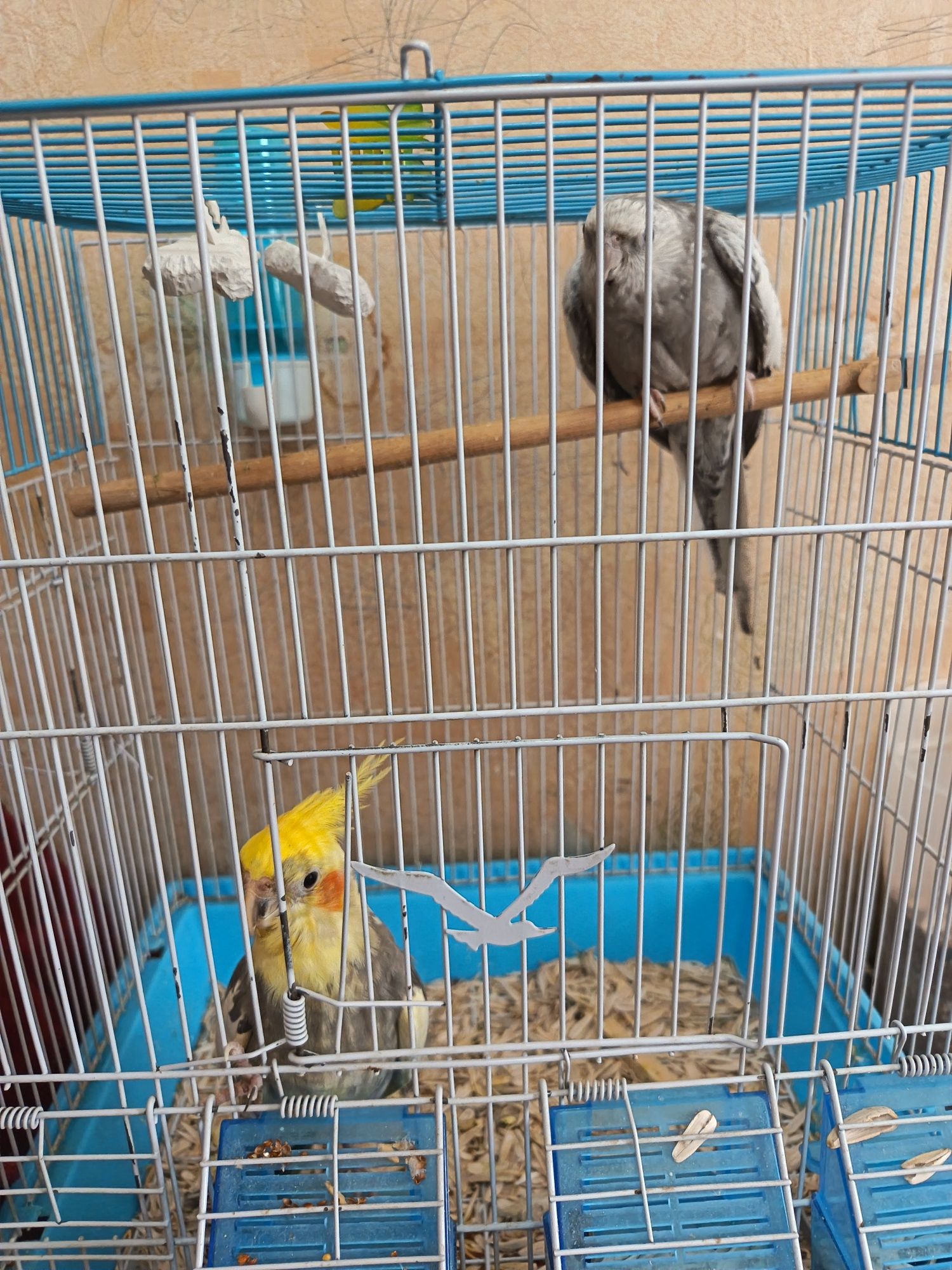 Продам карелл пара