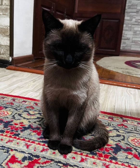 Сиямиский кошка домашний