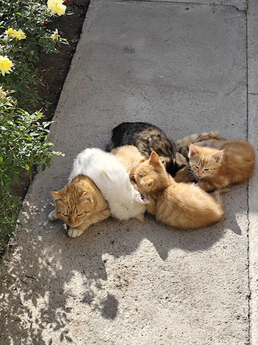 Отдам в хорошие руки