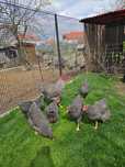 vand gaini, tineret, la bresse, australorp, plymouth rock barat.