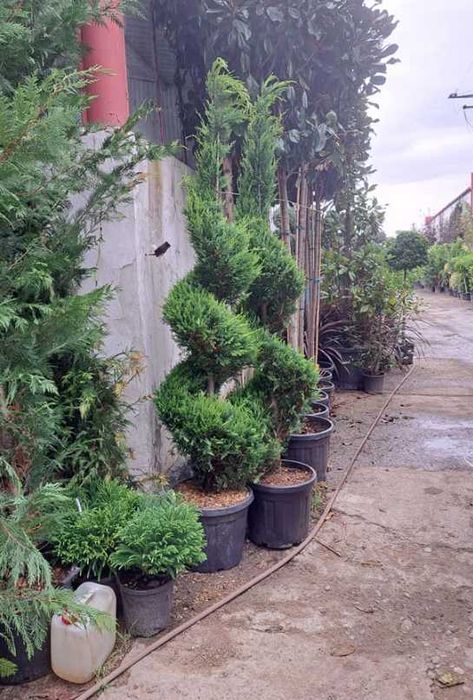 Plante ornamentale verzi pentru orice spațiu exterior