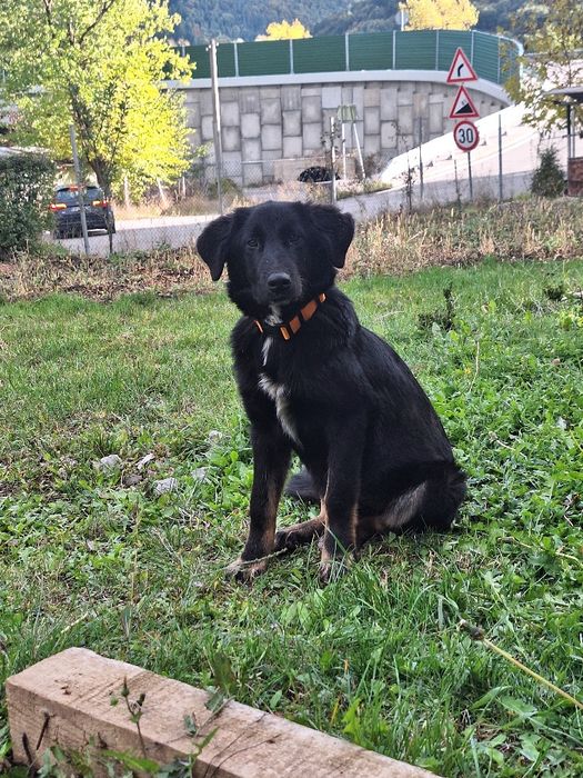 Лъки мъжо куче с лъвски характер