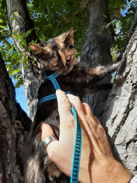 Женско коте на 4-5 месеца търси спешно дом!